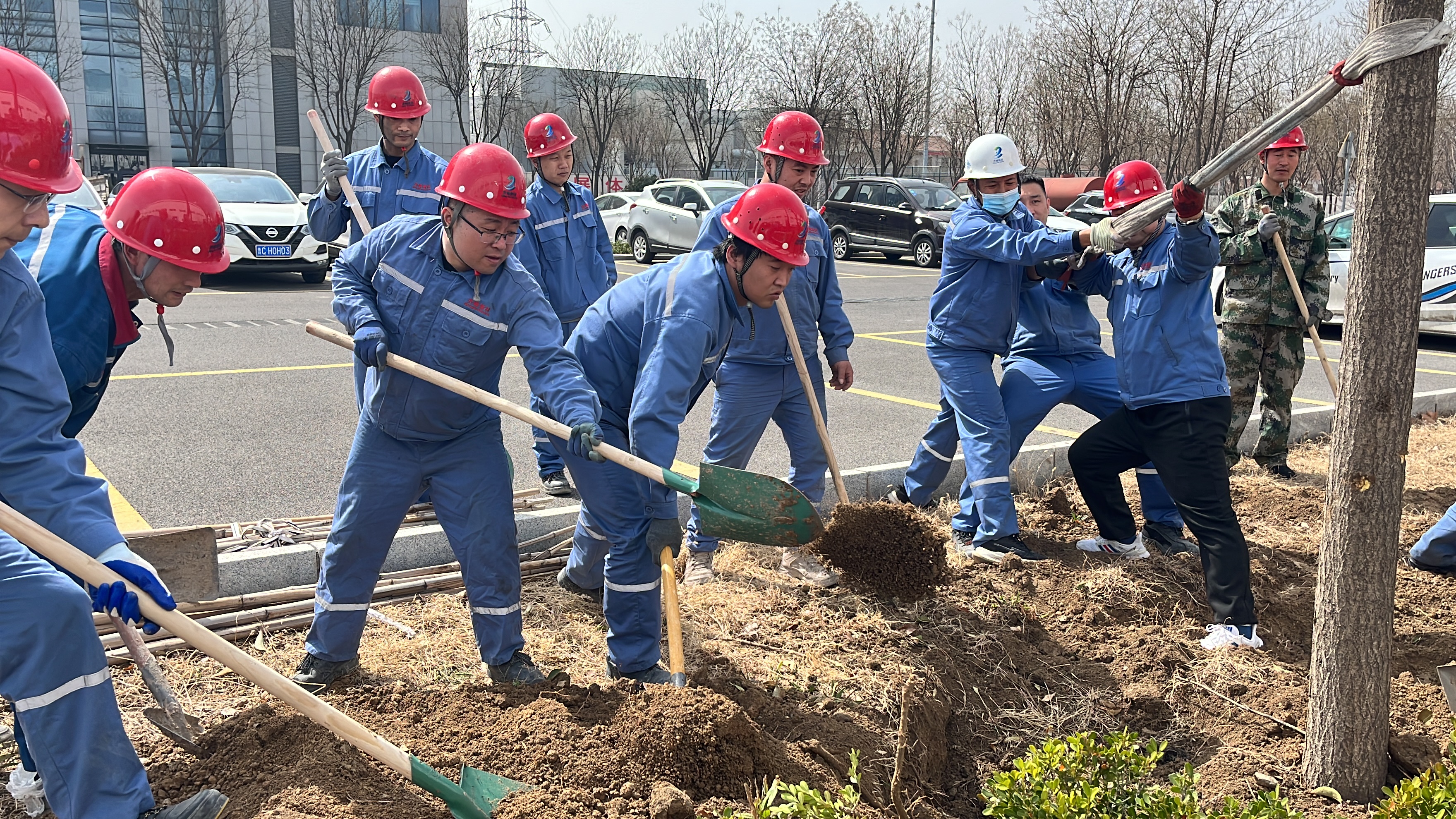 2025年3月12日植樹節(jié)干部職工移栽國槐、女貞等樹木145顆